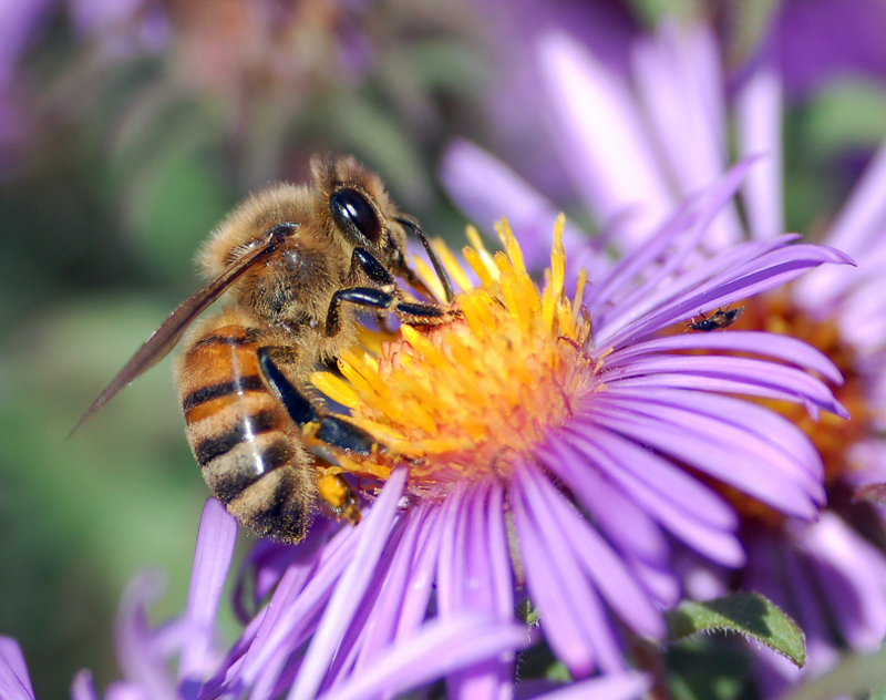 European Honey Bee pollinating a flower. (Image: Wikimedia Commons)